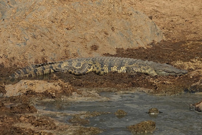 Coccodrillo del Nilo (Crocodylus niloticus )? Sì